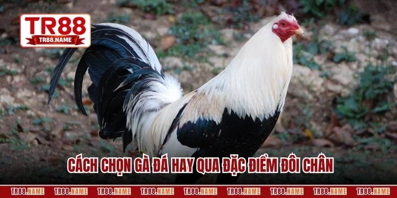 Cách chọn gà đá hay qua đặc điểm đôi chân