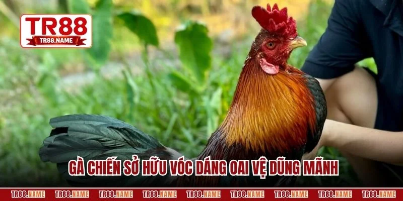 Gà chiến sở hữu vóc dáng oai vệ dũng mãnh